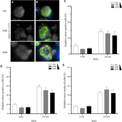 The Role of Pancreatic Alpha Cells and Endothelial Cells in the Reduction of Oxidative Stress in Pseudoislets